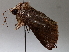  (Marilopteryx Malaise1198 - BIOUG64440-D12)  @11 [ ] CreativeCommons - Attribution (2021) Centre for Biodiversity Genomics Centre for Biodiversity Genomics