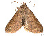  ( - BIOUG66547-F10)  @11 [ ] CreativeCommons - Attribution Share - Alike (2023) CBG Photography Group Centre for Biodiversity Genomics