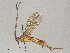  (Aleiodes Malaise8703 - BIOUG66566-C09)  @11 [ ] CreativeCommons - Attribution Share - Alike (2024) CBG Photography Group Centre for Biodiversity Genomics