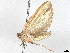  (Antaeotricha Malaise4333 - BIOUG66567-F09)  @11 [ ] CreativeCommons - Attribution (2022) CBG Photography Group Centre for Biodiversity Genomics