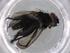  (Phytomyptera Malaise1572 - BIOUG68970-C01)  @11 [ ] CreativeCommons - Attribution (2021) Centre for Biodiversity Genomics Centre for Biodiversity Genomics