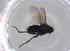  (Phytomyptera Malaise3206 - BIOUG70511-B01)  @11 [ ] CreativeCommons - Attribution (2021) Centre for Biodiversity Genomics Centre for Biodiversity Genomics