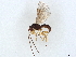  (Allorhogas - BIOUG71025-C08)  @15 [ ] CreativeCommons - Attribution (2022) CBG Photography Group Centre for Biodiversity Genomics