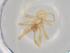  (Theridion sp. 9 FML - BIOUG71025-G03)  @11 [ ] CreativeCommons - Attribution (2021) Centre for Biodiversity Genomics Centre for Biodiversity Genomics