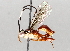  (Stenodontus Malaise7303 - BIOUG64446-F10)  @13 [ ] CreativeCommons - Attribution (2021) Centre for Biodiversity Genomics Centre for Biodiversity Genomics