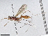  (Notiospathius Malaise5110 - BIOUG70338-A05)  @14 [ ] CreativeCommons - Attribution (2022) CBG Photography Group Centre for Biodiversity Genomics