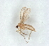  ( - BIOUG71132-G03)  @14 [ ] CreativeCommons - Attribution (2022) CBG Photography Group Centre for Biodiversity Genomics