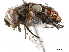  ( - BIOUG15232-F07)  @11 [ ] CreativeCommons - Attribution (2019) CBG Photography Group Centre for Biodiversity Genomics