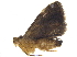  (immidJanzen01 immidJanzen01 Janzen7527 - BIOUG17551-C11)  @13 [ ] CreativeCommons - Attribution (2015) CBG Photography Group Centre for Biodiversity Genomics