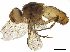  ( - BIOUG17652-B08)  @11 [ ] CreativeCommons - Attribution (2019) CBG Photography Group Centre for Biodiversity Genomics
