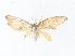  ( - CBG-A36831-C12)  @11 [ ] CreativeCommons - Attribution Share - Alike (2024) CBG Photography Group Centre for Biodiversity Genomics