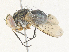  ( - CBG-A36836-D01)  @11 [ ] CreativeCommons - Attribution Share - Alike (2024) CBG Photography Group Centre for Biodiversity Genomics