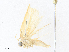  ( - CBG-A36837-C12)  @11 [ ] CreativeCommons - Attribution Share - Alike (2024) CBG Photography Group Centre for Biodiversity Genomics