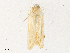 ( - CBG-A36838-D04)  @11 [ ] CreativeCommons - Attribution Share - Alike (2024) CBG Photography Group Centre for Biodiversity Genomics