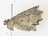  ( - CBG-A36839-E09)  @11 [ ] CreativeCommons - Attribution Share - Alike (2024) CBG Photography Group Centre for Biodiversity Genomics