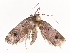  ( - CBG-A40145-D03)  @11 [ ] CreativeCommons - Attribution Share - Alike (2024) CBG Photography Group Centre for Biodiversity Genomics