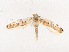  ( - CBG-A40147-F04)  @11 [ ] CreativeCommons - Attribution Share - Alike (2024) CBG Photography Group Centre for Biodiversity Genomics