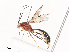  ( - CBG-A40209-C09)  @11 [ ] CreativeCommons - Attribution Share - Alike (2024) CBG Photography Group Centre for Biodiversity Genomics