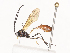  ( - CBG-A40209-F06)  @11 [ ] CreativeCommons - Attribution Share - Alike (2024) CBG Photography Group Centre for Biodiversity Genomics