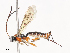  ( - CBG-A40149-F10)  @11 [ ] CreativeCommons - Attribution Share - Alike (2024) CBG Photography Group Centre for Biodiversity Genomics