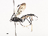  ( - CBG-A40210-F09)  @11 [ ] CreativeCommons - Attribution Share - Alike (2024) CBG Photography Group Centre for Biodiversity Genomics