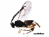  ( - BIOUG17841-A02)  @12 [ ] CreativeCommons - Attribution (2016) CBG Photography Group Centre for Biodiversity Genomics
