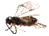  (Apanteles malaise0319 - BIOUG17842-D09)  @14 [ ] CreativeCommons - Attribution (2016) CBG Photography Group Centre for Biodiversity Genomics