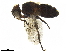  ( - BIOUG17844-B06)  @13 [ ] CreativeCommons - Attribution (2019) CBG Photography Group Centre for Biodiversity Genomics