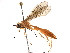  (Rhopalosoma malaise0978 - BIOUG17899-G01)  @13 [ ] CreativeCommons - Attribution (2016) CBG Photography Group Centre for Biodiversity Genomics