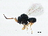  (Trissolcus elasmuchae - BIOUG14395-B12)  @14 [ ] CreativeCommons - Attribution (2015) CBG Photography Group Centre for Biodiversity Genomics