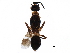  ( - BIOUG14416-D09)  @11 [ ] CreativeCommons - Attribution (2017) CBG Photography Group Centre for Biodiversity Genomics