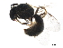  ( - BIOUG14414-D08)  @14 [ ] CreativeCommons - Attribution (2015) CBG Photography Group Centre for Biodiversity Genomics