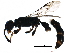  ( - BIOUG18698-G06)  @12 [ ] CreativeCommons - Attribution (2016) CBG Photography Group Centre for Biodiversity Genomics