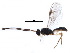  (Tamdaonini - BIOUG18764-E03)  @14 [ ] CreativeCommons - Attribution (2015) CBG Photography Group Centre for Biodiversity Genomics