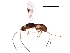  (Glyptocolastes malaise0421 - BIOUG18822-A11)  @12 [ ] CreativeCommons - Attribution (2017) CBG Photography Group Centre for Biodiversity Genomics