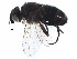  (Phytomyptera Janzen8087 - BIOUG18003-H05)  @14 [ ] CreativeCommons - Attribution (2015) CBG Photography Group Centre for Biodiversity Genomics