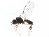  (Dinotrema Malaise8104 - BIOUG18005-A07)  @14 [ ] CreativeCommons - Attribution (2015) CBG Photography Group Centre for Biodiversity Genomics