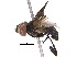  (Phasia Malaise2003 - BIOUG18039-F03)  @13 [ ] CreativeCommons - Attribution (2015) CBG Photography Group Centre for Biodiversity Genomics