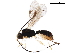 ( - BIOUG17530-G01)  @15 [ ] CreativeCommons - Attribution (2017) CBG Photography Group Centre for Biodiversity Genomics