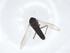  (Smittia sp. 1SMG061913-THBJ040 - CBG-A13185-E12)  @11 [ ] CreativeCommons - Attribution Share - Alike (2023) Centre for Biodiversity Genomics Centre for Biodiversity Genomics