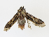  ( - CBG-A13279-B11)  @11 [ ] CreativeCommons - Attribution Share - Alike (2023) CBG Photography Group Centre for Biodiversity Genomics
