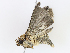  ( - CBG-A13351-D06)  @11 [ ] CreativeCommons - Attribution Share - Alike (2023) CBG Photography Group Centre for Biodiversity Genomics