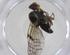  (Neomyopites - CBG-A14774-B08)  @11 [ ] CreativeCommons - Attribution Share - Alike (2023) Centre for Biodiversity Genomics Centre for Biodiversity Genomics