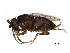  (Rudolfina exuberata - BIOUG17489-D03)  @12 [ ] CreativeCommons - Attribution (2015) CBG Photography Group Centre for Biodiversity Genomics