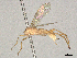  (Aleiodes Malaise5671 - BIOUG58685-B09)  @11 [ ] CreativeCommons - Attribution Share - Alike (2024) CBG Photography Group Centre for Biodiversity Genomics