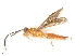  ( - BIOUG66535-E10)  @11 [ ] CreativeCommons - Attribution Share-Alike (2023) CBG Photography Group Centre for Biodiversity Genomics