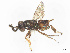  ( - BIOUG70447-D06)  @11 [ ] CreativeCommons - Attribution Share - Alike (2025) CBG Photography Group Centre for Biodiversity Genomics