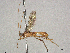  (Aleiodes Malaise3820 - BIOUG63922-A01)  @11 [ ] CreativeCommons - Attribution Share - Alike (2024) CBG Photography Group Centre for Biodiversity Genomics