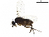  (Megaselia colombizona - BIOUG40354-C05)  @11 [ ] CreativeCommons - Attribution (2019) CBG Photography Group Centre for Biodiversity Genomics