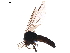  ( - BIOUG40365-F06)  @11 [ ] CreativeCommons - Attribution (2019) CBG Photography Group Centre for Biodiversity Genomics